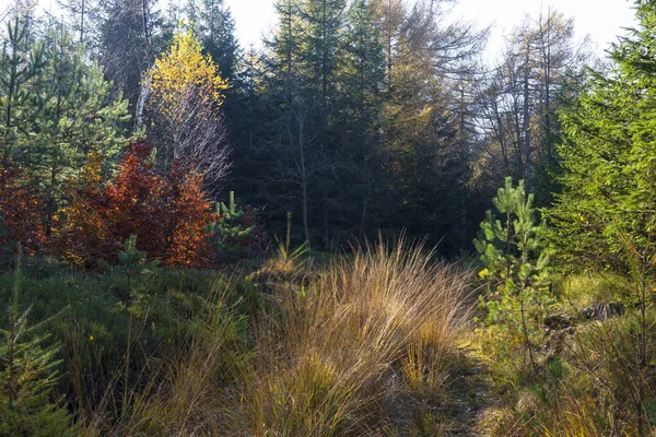 Vacker Höst Natur Och Landskap Sandstensbergen Norra Böhmen Elbe Sandsten — Stockfoto