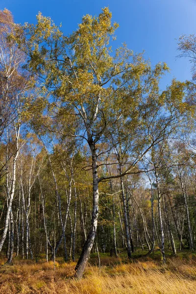 Hermoso Otoño Naturaleza Paisaje Las Montañas Arenisca Norte Bohemia Elba — Foto de Stock