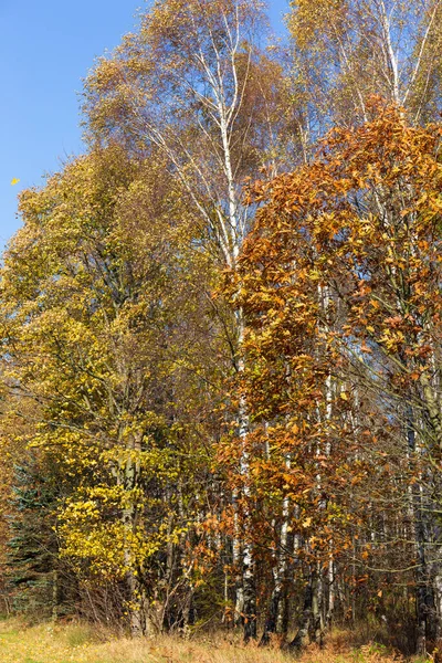 Beautiful Autumn Nature Landscape Sandstone Mountains North Bohemia Elbe Sandstone — Stock Photo, Image