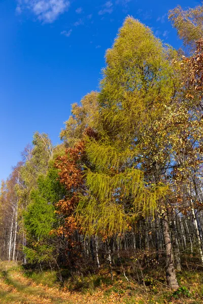 Beautiful Autumn Nature Landscape Sandstone Mountains North Bohemia Elbe Sandstone — Stock Photo, Image