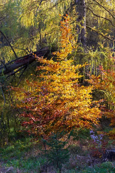 Schöne Herbstliche Natur Und Landschaft Sandsteingebirge Nordböhmen Elbsandstein Naturschutzgebiet Tschechien — Stockfoto