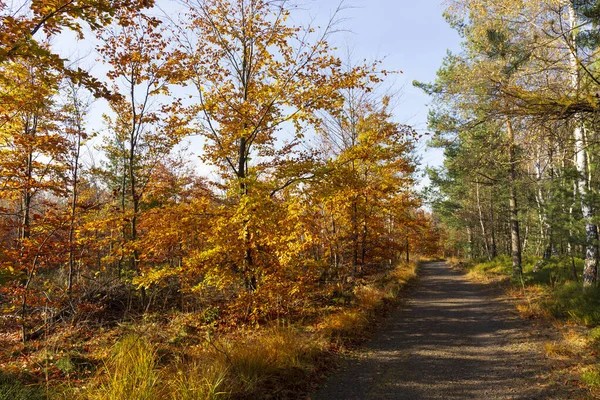 美しい秋北ボヘミアの砂岩山脈の自然と景観 エルベ砂岩 保護された風景区 チェコ共和国 — ストック写真