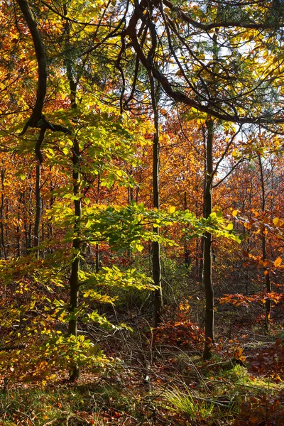 捷克共和国埃尔贝砂岩北波西米亚砂岩山区美丽的秋天自然与景观 — 图库照片