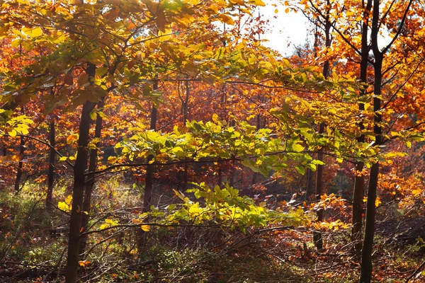 Beautiful Autumn Nature Landscape Sandstone Mountains North Bohemia Elbe Sandstone — Stock Photo, Image