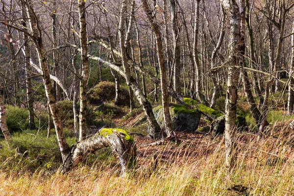Piękna Jesień Przyroda Krajobraz Piaskowcowych Górach Północnych Czechach Łaby Piaskowiec — Zdjęcie stockowe