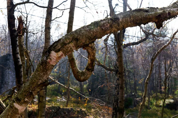 Hermoso Otoño Naturaleza Paisaje Las Montañas Arenisca Norte Bohemia Elba — Foto de Stock