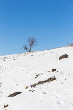 Kışın güneşli Ticha Sarka, Prag 'da Doğa Koruma Alanı