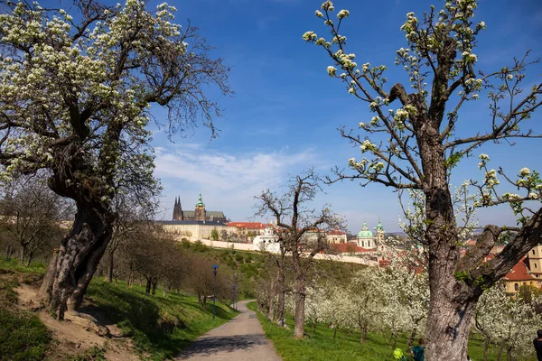 Spring Prague City Gothic Castle Colorful Nature Flowering Trees Hill — Stock fotografie