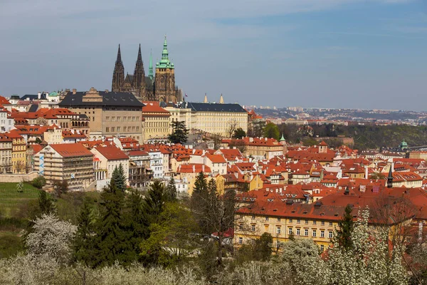 Spring Prague City Gothic Castle Colorful Nature Flowering Trees Hill — Stockfoto