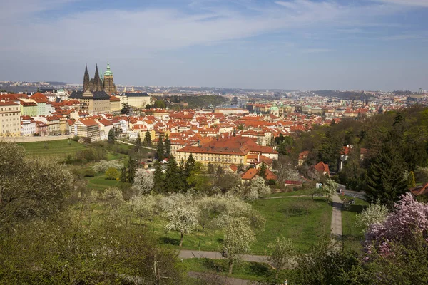 Spring Prague City Gothic Castle Colorful Nature Flowering Trees Hill — Stock Photo, Image