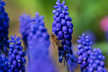 Yeşil Bahçedeki Mor Çiçekteki Arı