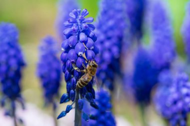 Yeşil Bahçedeki Mor Çiçekteki Arı
