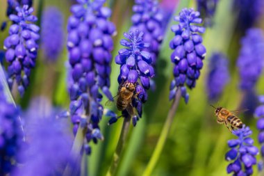 The Bee on the violet Flower in the green Garden