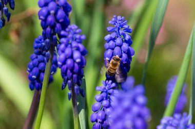 Yeşil Bahçedeki Mor Çiçekteki Arı