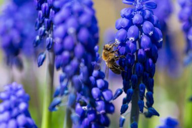 The Bee on the violet Flower in the green Garden