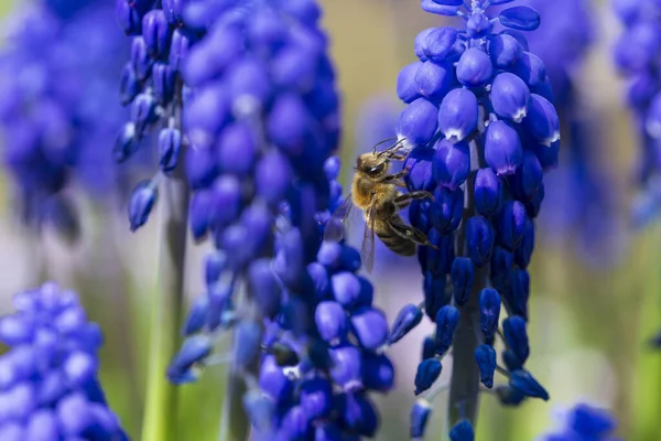 Yeşil Bahçedeki Mor Çiçekteki Arı