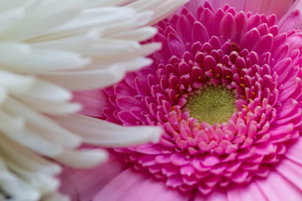 Renkli Çiçeklerin Ayrıntıları 