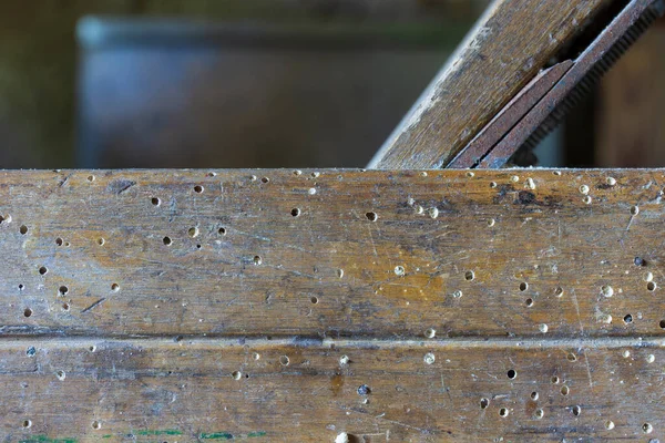 제비갈매기와 벌레와 도살아 로쿠로 — 스톡 사진