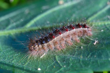 Zehirli tüyleri olan renkli güve tırtılı.