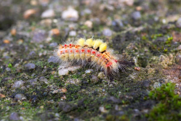 Colored moth caterpillar with toxic hairs