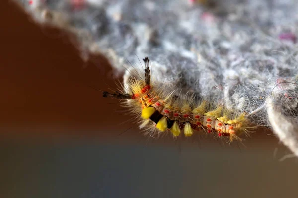 Colored moth caterpillar with toxic hairs