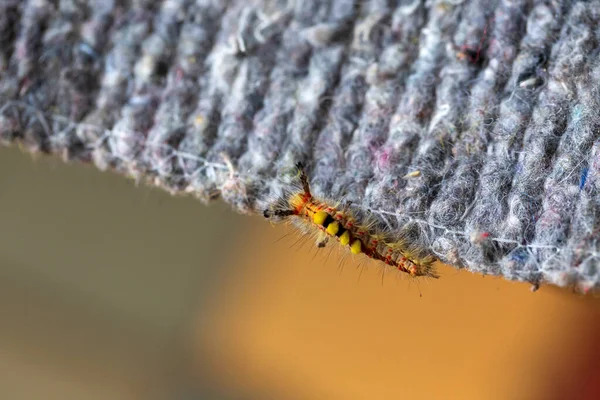 Colored Moth Caterpillar Toxic Hairs — Photo
