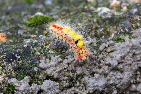 Colored moth caterpillar with toxic hairs