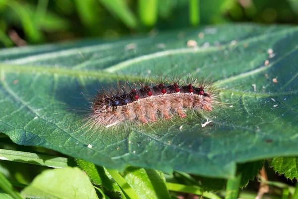 Colored Moth Caterpillar Toxic Hairs — Photo