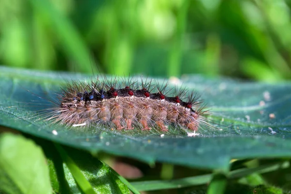 Colored Moth Caterpillar Toxic Hairs — Photo