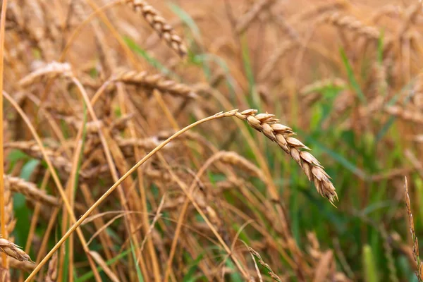 Detail Wheat Spike Nature — Stock Fotó