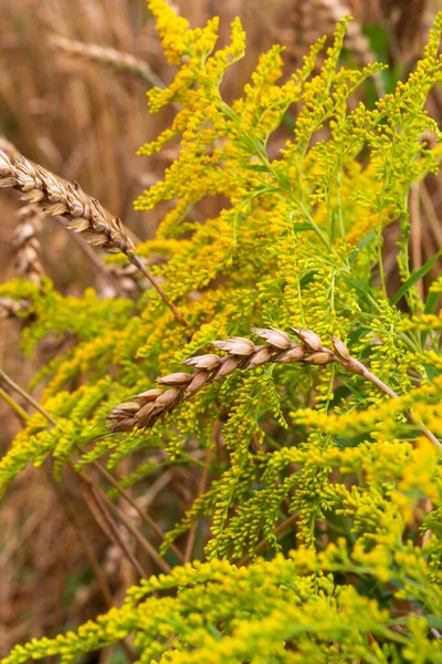 Detail Wheat Spike Nature — Stockfoto