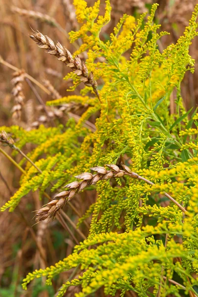 Detail Wheat Spike Nature — Stockfoto