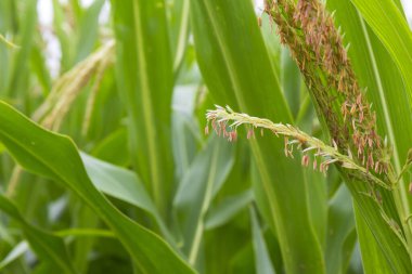 Detail of the Maize Stalk 