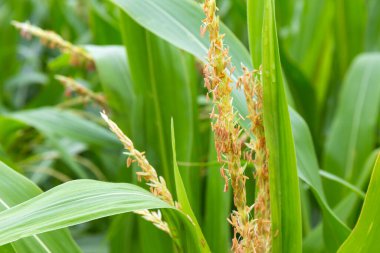 Detail of the Maize Stalk 