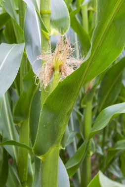 Detail of the Maize Stalk 