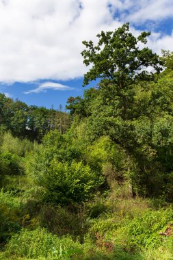 Orta Bohemya 'dan güzel sonbahar doğası, Dolni Zimor, Çek Cumhuriyeti