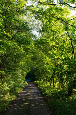 Orta Bohemya 'dan güzel sonbahar doğası, Dolni Zimor, Çek Cumhuriyeti