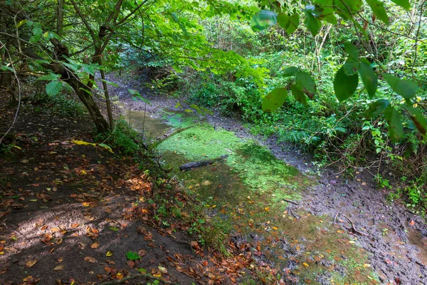 Schöne Herbstnatur Der Sandsteinlandschaft Aus Mittelböhmen Dolni Zimor Tschechien — Stockfoto