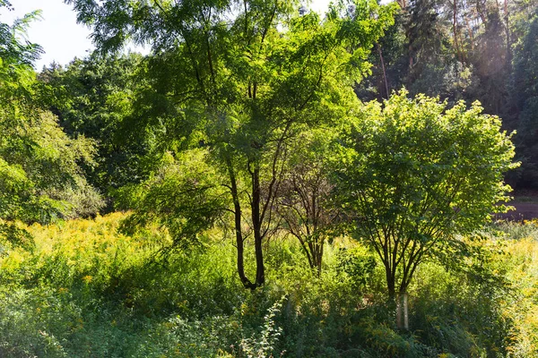 Vacker Höst Natur Sandstenen Landskap Från Centrala Böhmen Dolni Zimor — Stockfoto