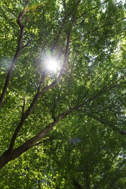 Çekoslovakya 'nın ortasından Sazava Nehri etrafındaki güzel ağaçlar 