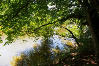 Çekoslovakya 'nın ortasından Sazava Nehri etrafındaki güzel ağaçlar 