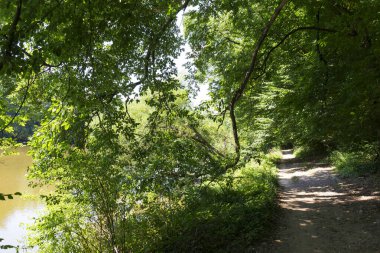 Çekoslovakya 'nın ortasından Sazava Nehri etrafındaki güzel ağaçlar 