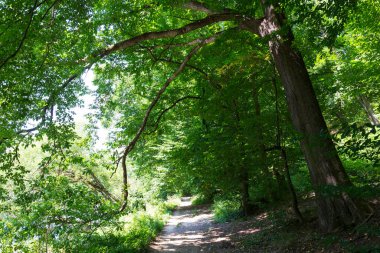 Çekoslovakya 'nın ortasından Sazava Nehri etrafındaki güzel ağaçlar 