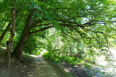 Çekoslovakya 'nın ortasından Sazava Nehri etrafındaki güzel ağaçlar 
