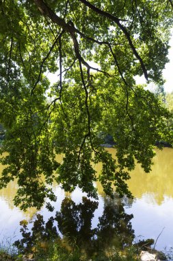 Çekoslovakya 'nın ortasından Sazava Nehri etrafındaki güzel ağaçlar 