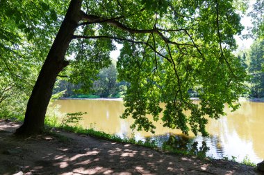 Çekoslovakya 'nın ortasından Sazava Nehri etrafındaki güzel ağaçlar 