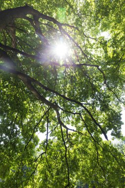 Çekoslovakya 'nın ortasından Sazava Nehri etrafındaki güzel ağaçlar 
