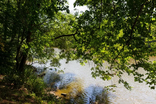 Hermosos Árboles Verano Alrededor Del Río Sazava Desde Centro República — Foto de Stock