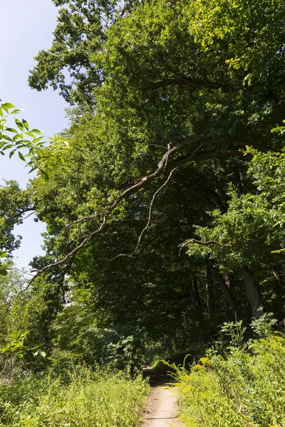 Beautiful Summer Trees River Sazava Central Czech — Stock Photo, Image