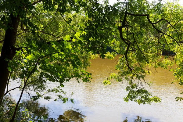Vacker Sommar Träd Runt Floden Sazava Från Centrala Tjeckien — Stockfoto